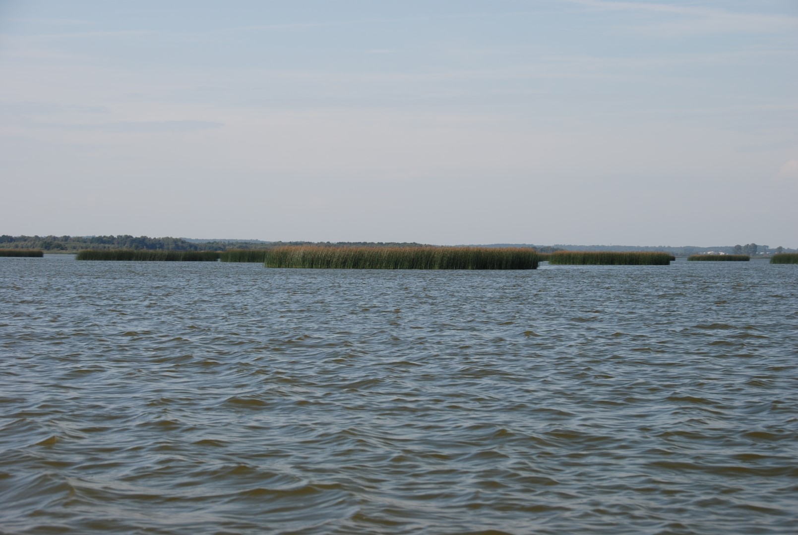 Bulrush in Gardno Lake